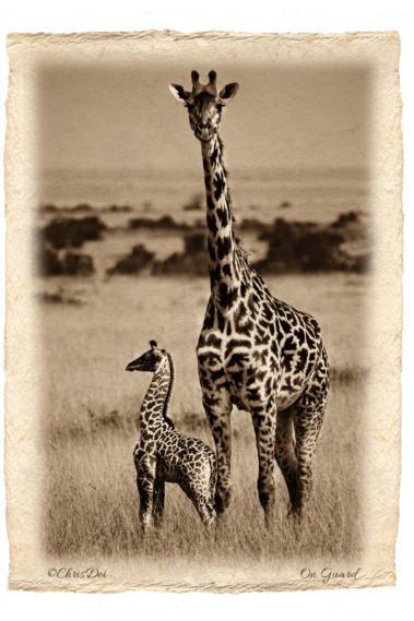 baby giraffe, Africa, Tanzania, Kenya, Fine art photography, African Wildlife, Serengeti, Chris Dei Photography