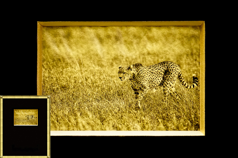 Cheetah, Africa, Tanzania, African Wildlife, Serengeti, Alternative Process, Platinum over gold leaf, savannah gold, Chris Dei Photography