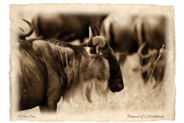 wildebeest, Africa, Tanzania, Fine art photography, African Wildlife, Serengeti, Chris Dei Photography