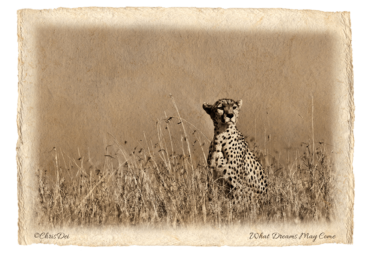 cheetah, Africa, Tanzania, Kenya, Fine art photography, African Wildlife, Serengeti, Chris Dei Photography
