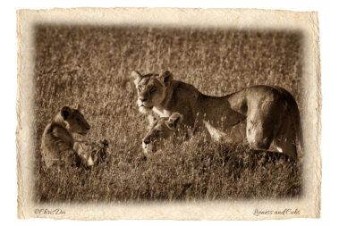 lion cubs lioness, Africa, Tanzania, Kenya, Fine art photography, African Wildlife, Serengeti, Chris Dei Photography