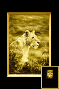 Lion, Africa, Tanzania, African Wildlife, Serengeti, Alternative Process, Platinum over gold leaf, savannah gold, Chris Dei Photography