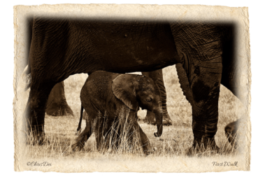 baby elephant tsavo, Africa, Tanzania, Kenya, Fine art photography, African Wildlife, Serengeti, Chris Dei Photography