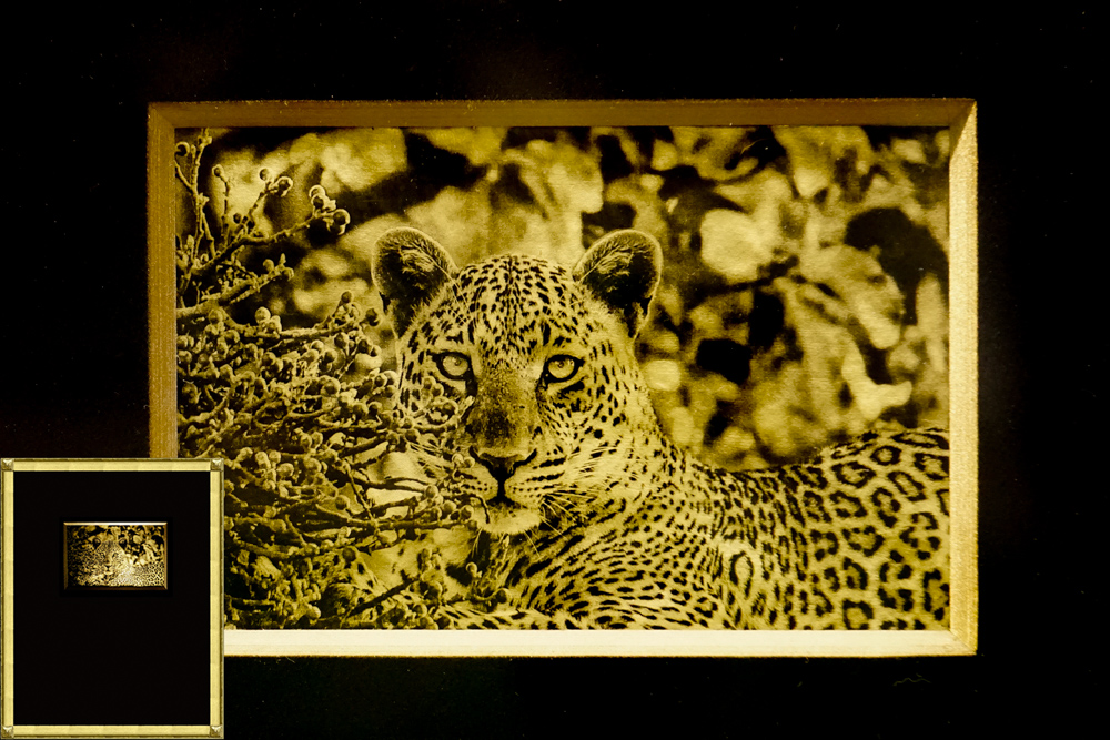 Leopard, Africa, Tanzania, African Wildlife, Serengeti, Alternative Process, Platinum over gold leaf, savannah gold, Chris Dei Photography