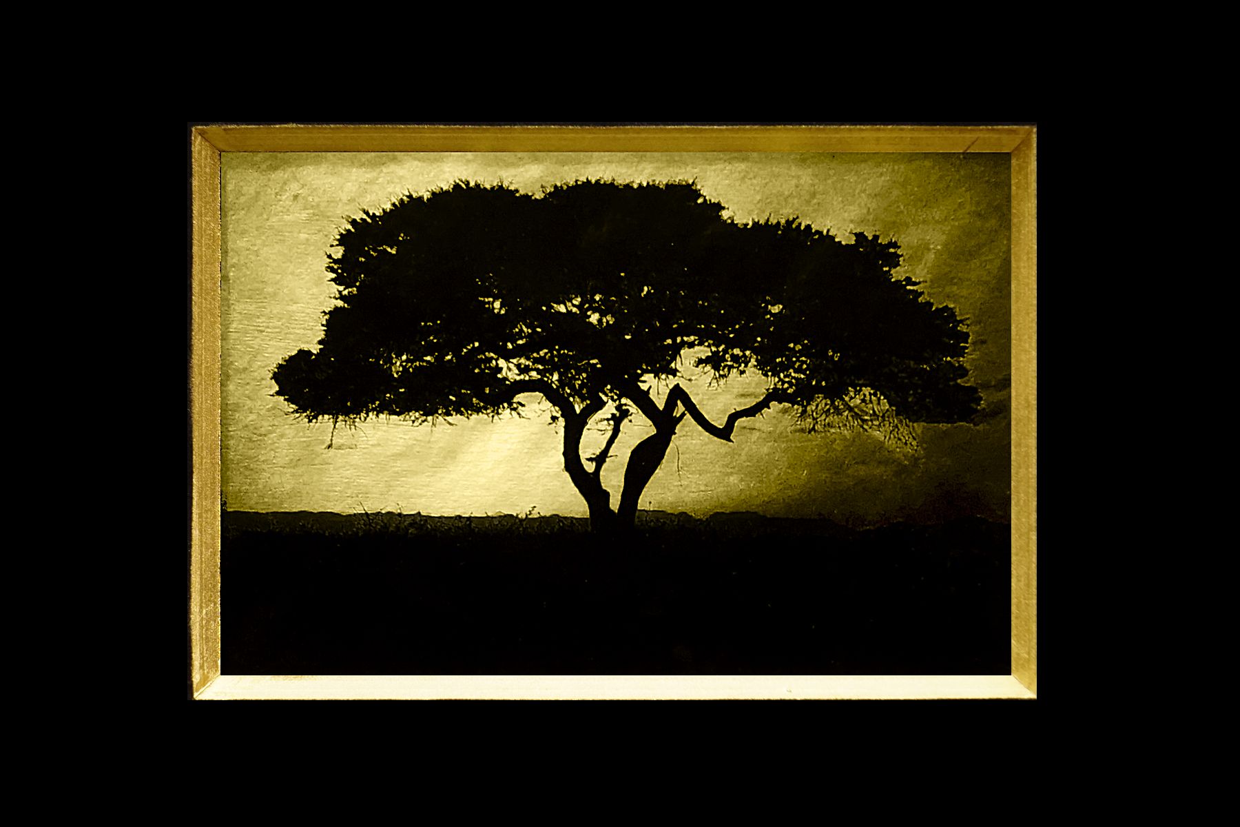 Acacia tree, Landscape, Africa, Tanzania, African Wildlife, Serengeti, Alternative Process, Platinum over gold leaf, savannah gold, Chris Dei Photography
